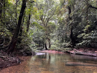 Gunung Mulu National Park - Photo 4