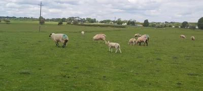 Kildare - Photo 5