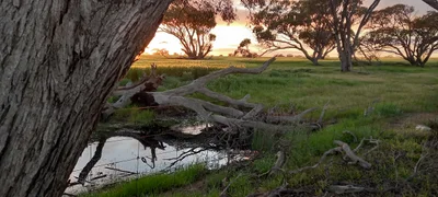 Gnowangerup - Photo 4