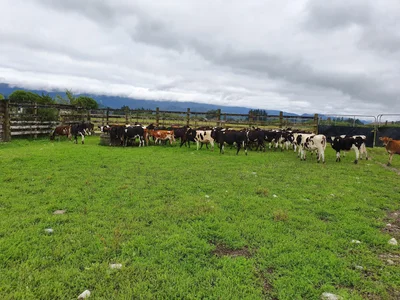 Reefton - Photo 2