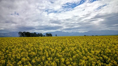 Fairlie - Photo 3