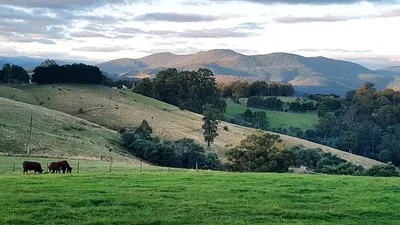 Wattle Grove - Photo 4