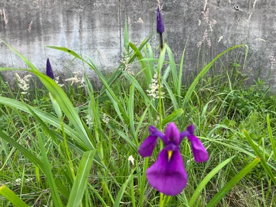 Otobe - Photo 4