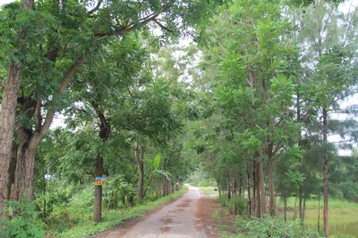 Chom Bueng - Photo 2