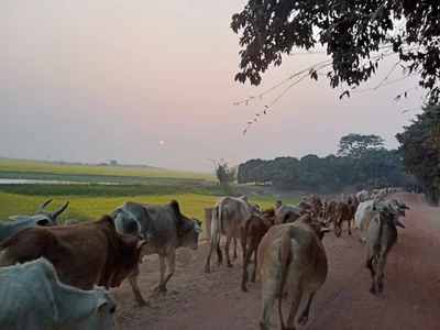 Shibganj - Photo 3