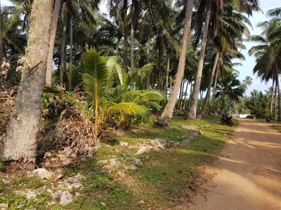 Mangaia - Photo 3