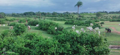 Dumka - Photo 3