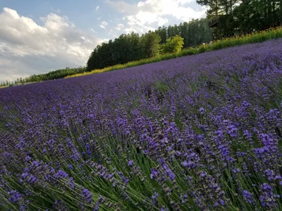 Nakafurano - Photo 4