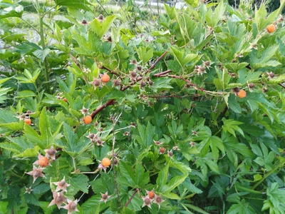 Kitaibaraki - Photo 2