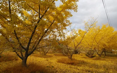 Yahaba - Photo 2