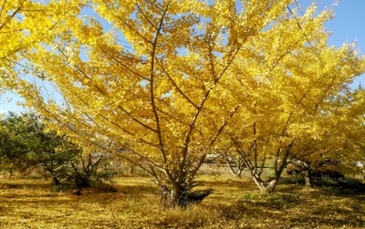 Yahaba - Photo 3