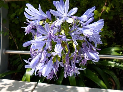 Havelock North - Photo 4