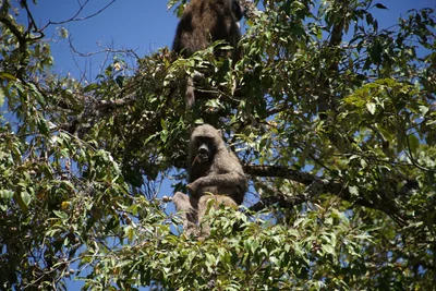 Arusha National Park - Photo 2
