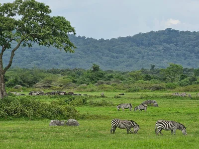 Arusha National Park - Photo 4