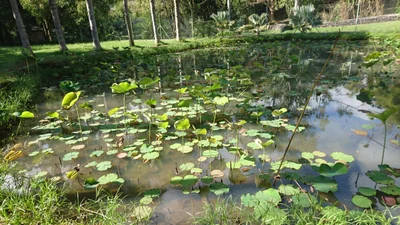 Pamplemousses - Photo 2