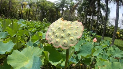 Pamplemousses - Photo 4