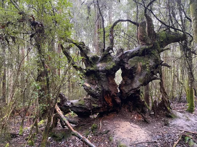 Mount Field National Park - Photo 4