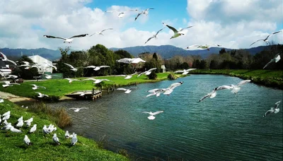 Katikati - Photo 2