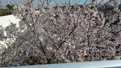 Hino - Photo 4