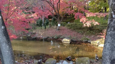 Hino - Photo 5