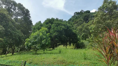 Tapah - Photo 5