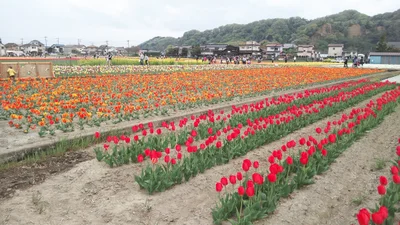 Hamura - Photo 5