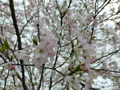 Higashimatsuyama - Photo 4