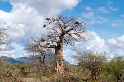 Tsavo National Park West - Photo 2