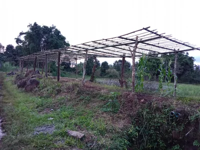 Paksong - Photo 2