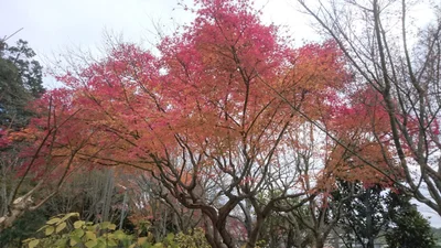 Kawanishi - Photo 4