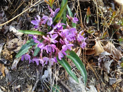Soma - Photo 3