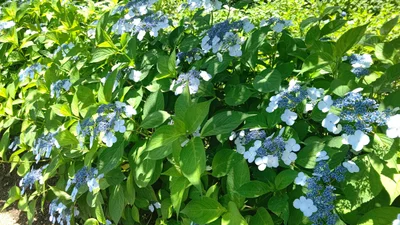 Kodaira - Photo 5