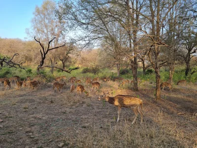 Ranthambore National Park - Photo 2