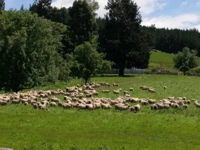 Pukeatua - Photo 3