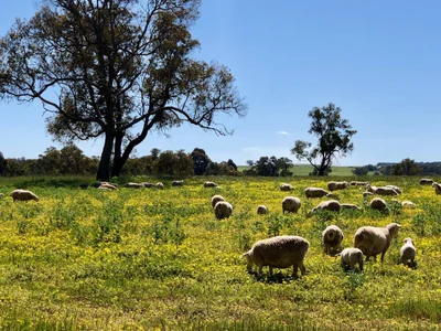 Gingin - Photo 5