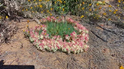 Perenjori - Photo 2