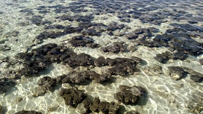 Hamelin Pool - Photo 3