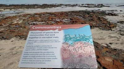 Hamelin Pool - Photo 4