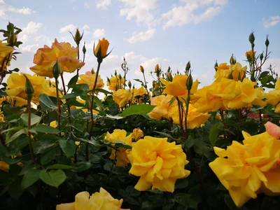 Ageo - Photo 4