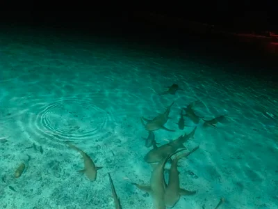 Felidhoo - Photo 2