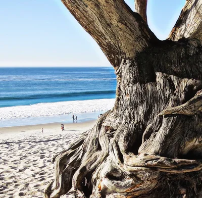 Big Sur - Photo 4