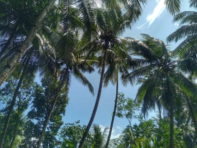 Cijulang - Photo 2