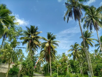 Cijulang - Photo 3