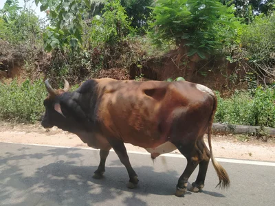 Mandarthi - Photo 2