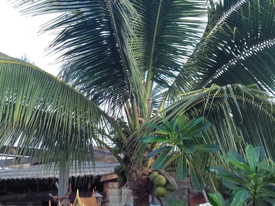 Phrao - Photo 4