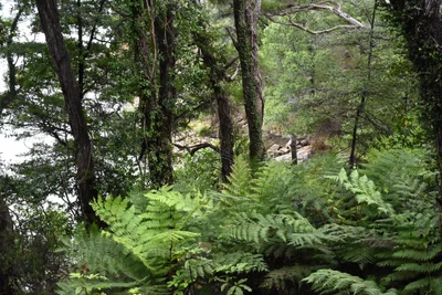 Kenepuru Sound - Photo 5