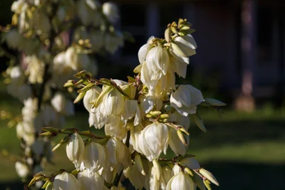 Oakridge - Photo 2