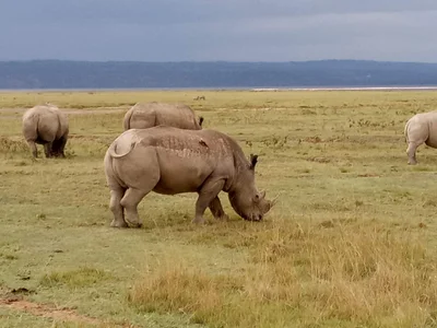 Lake Nakuru National Park - Photo 2