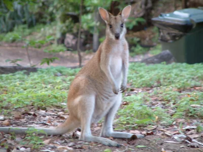 Cape Hillsborough - Photo 5