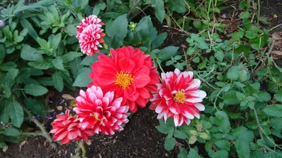 Fuchu - Photo 3